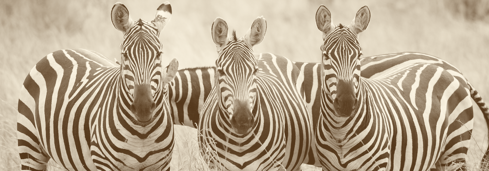 Drei Zebras blicken direkt in die Kamera – Symbol für Aufmerksamkeit, Offenheit und persönliche Begegnung