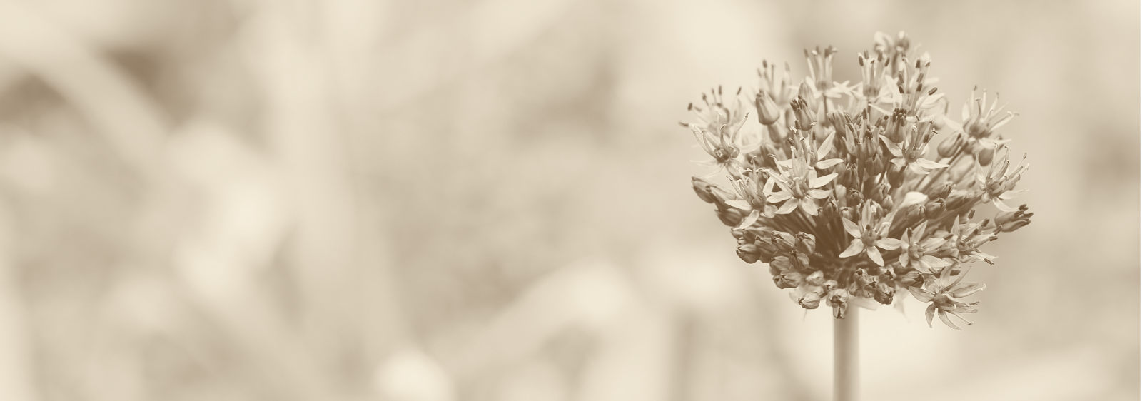 Einzelne Blume mit zahlreichen aufblühenden Blüten – Sinnbild für neue Möglichkeiten und den ersten Schritt zur Veränderung.