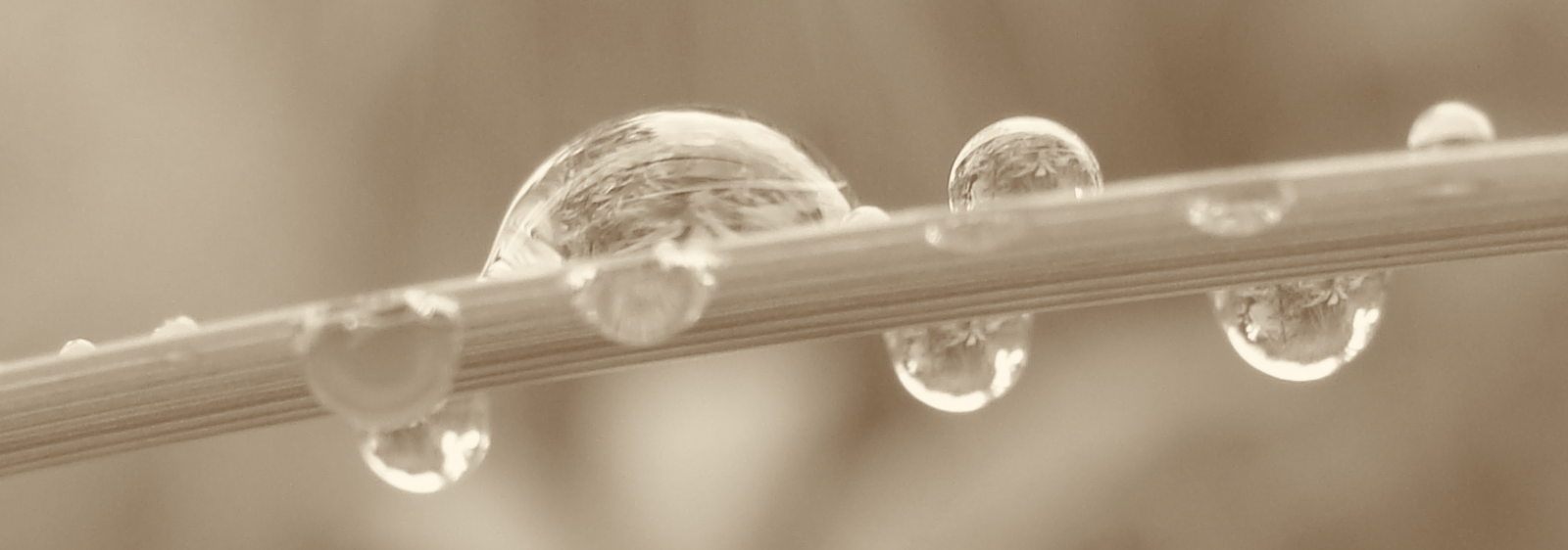 Pflanzenstängel mit spiegelnden Wassertropfen als Symbol für Selbstreflexion und neue Perspektiven